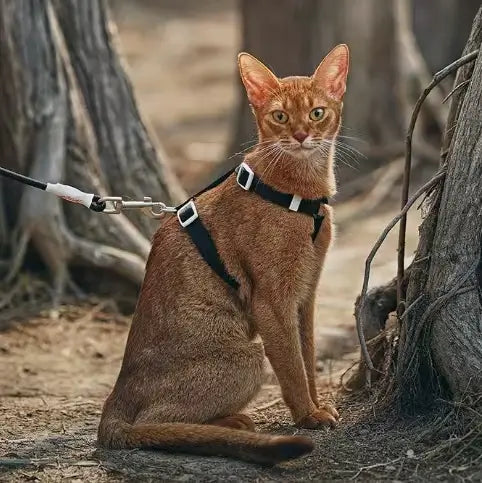 Anti-Escape Cat Harness & Leash Set - Lightweight, Adjustable, Non-Choking, Orange