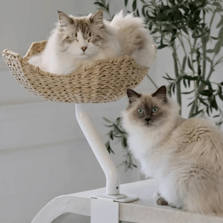 Modern Cat Window Perch - Stable Metal Base, Cozy Rattan Bed, Indoor Use