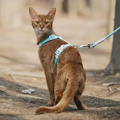 Anti-Escape Cat Harness & Leash Set - Lightweight, Adjustable, Non-Choking, Orange