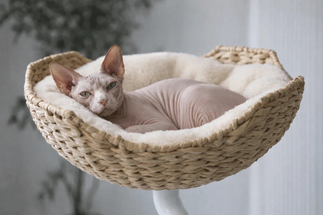 Modern Cat Window Perch - Stable Metal Base, Cozy Rattan Bed, Indoor Use